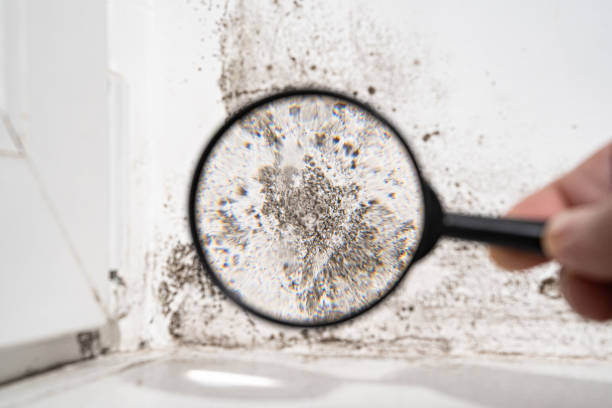 Mold Odor Removal Services in Blasdell, NY