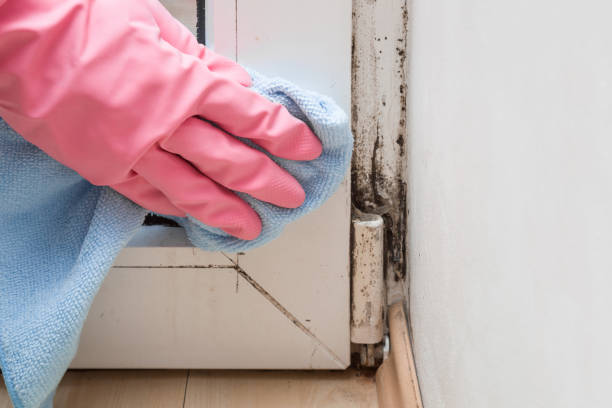 Trusted Blasdell, NY Mold Remediation Experts